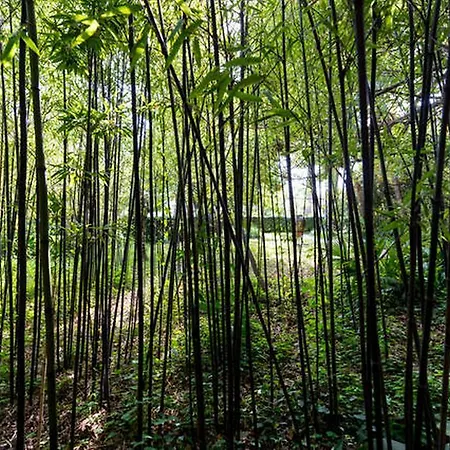 Green Трстено